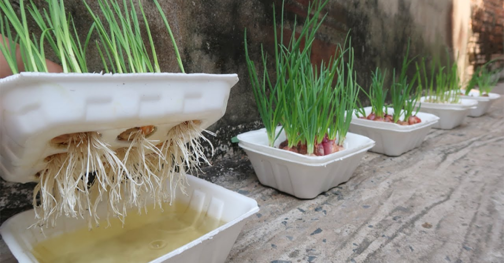 En este artículo, te vamos a explicar Como cultivar ajo y cebolla en una caja. Así que si no tienes mucho espacio ¡No te preocupes!