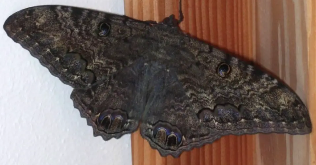 ¿Sabías que las mariposas negras no son de mala suerte, que una llegue a tu casa tiene un hermoso significado? Aquí te lo contamos