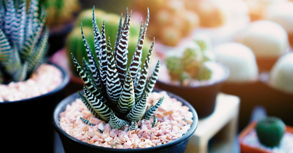 Si te gustan las plantas de interior en este artículo te vamos a enseñar Como cuidar, reproducir y hacer florecer una suculenta cebra