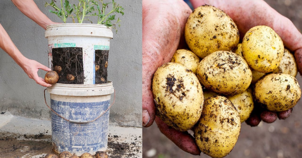 Si te gusta la jardinería y te has preguntado Cómo cultivar papas en cubos viejos de pintura plástica para principiantes aquí te enseñamos