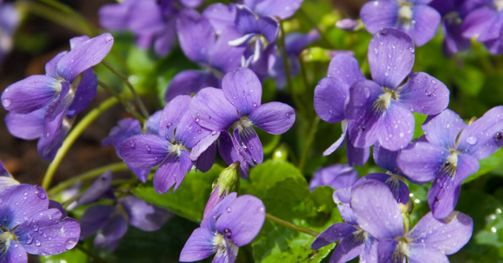 ¿Tienes violetas en casa? Te decimos que cuidados necesitan estas bellas flores detalle a detalle para que las tengas en buenas condiciones